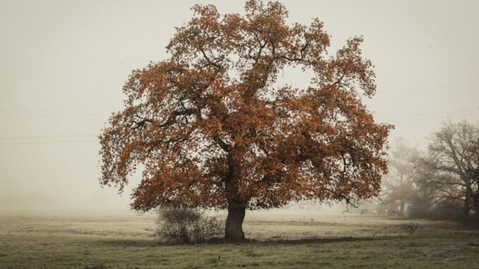 CImages8cccca7d-96b1-4a5b-8ccd-fa57d389ecfb